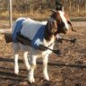 Combat Goat