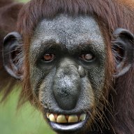 Seventh Monkey