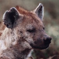 Tireless Hyena