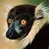 LemurTech