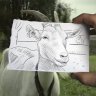 clevergoat