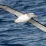 Albatroz