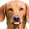 javadudd