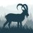 ibex