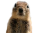 RocketJSquirrel