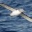 Albatroz