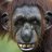 Seventh Monkey